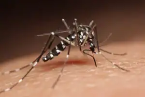 Cientistas alertam para riscos de mosquito do dengue em Portugal&nbsp;