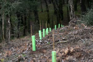 Braga vai plantar 10 mil árvores autóctones para proteger encosta da Falperra  