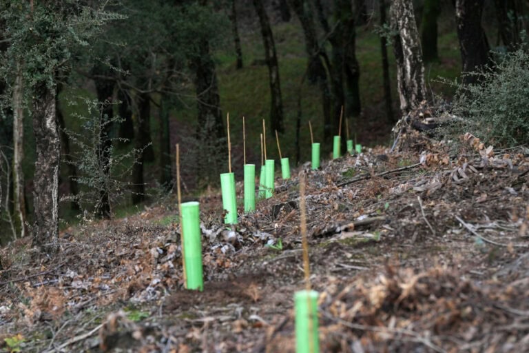 Braga vai plantar 10 mil árvores autóctones para proteger encosta da Falperra&nbsp;&nbsp;