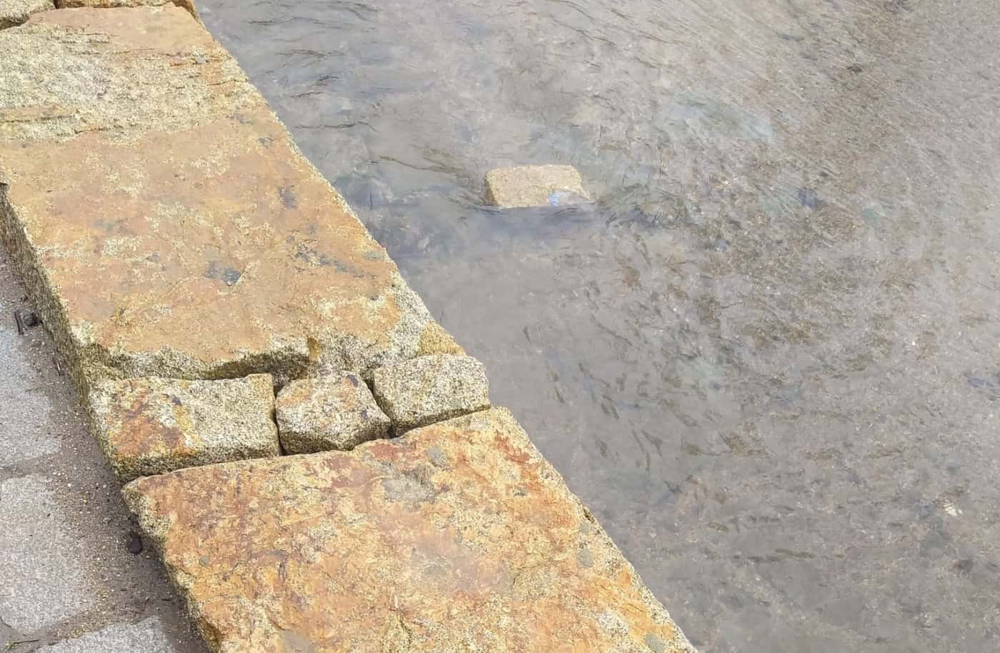 Vereador do Ambiente condena vandalismo junto ao rio Este