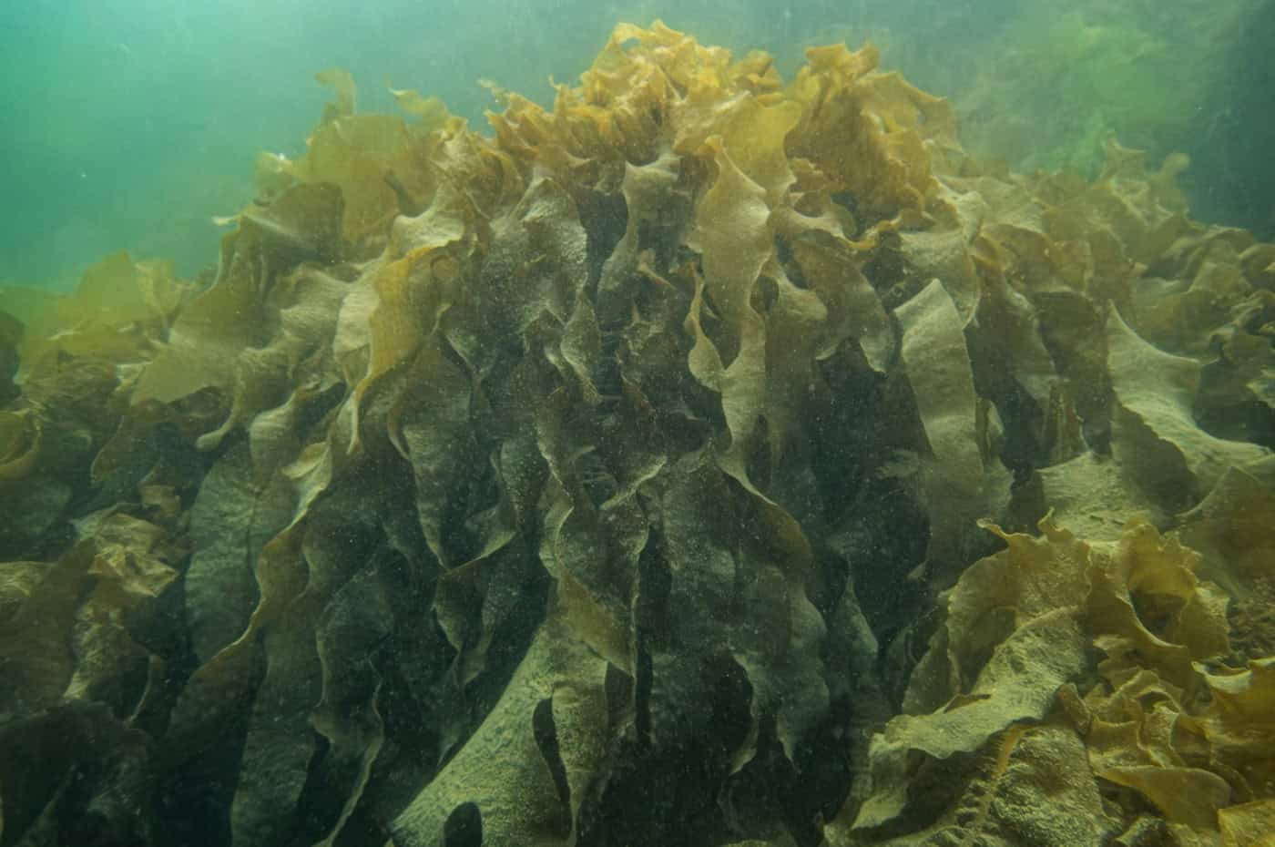 Alga usada no sushi ameaça a biodiversidade no Norte de Portugal