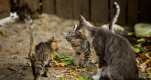 Braga alarga rede de protocolos de controlo de felinos