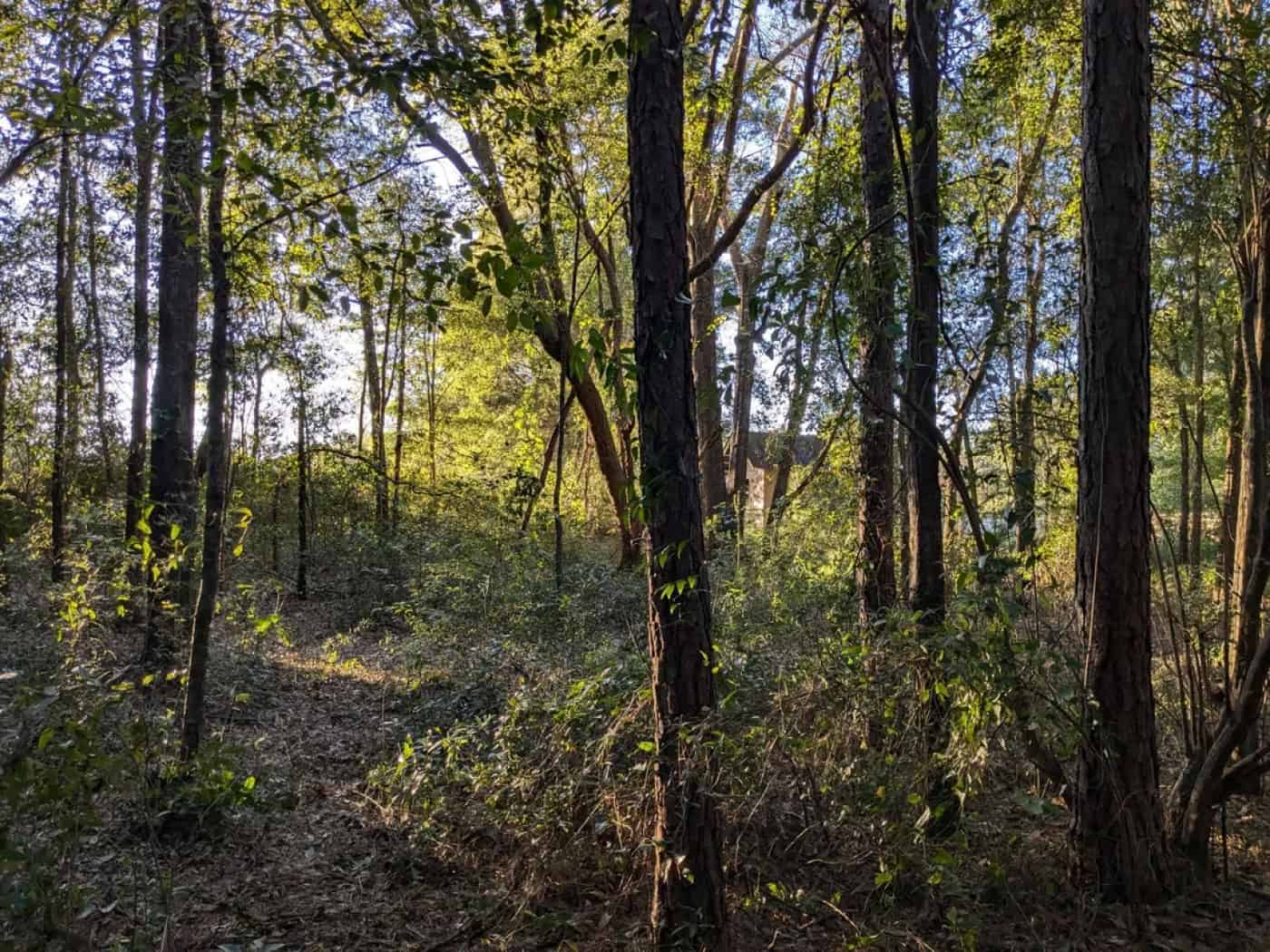 GNR sinalizou mais de 10 mil terrenos por falta de limpeza. Distrito de Braga com 652 casos