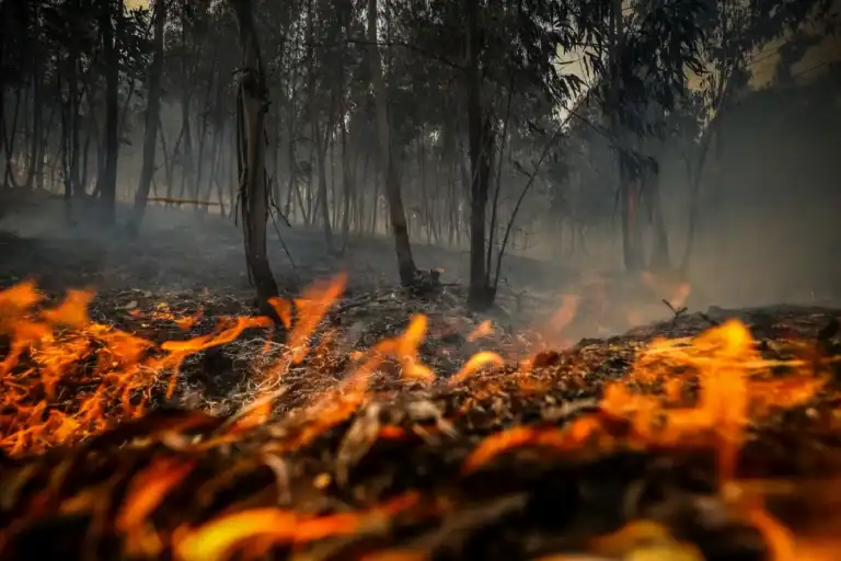Área ardida este ano quase que triplicou face a 2024 e fogos aumentaram 68%