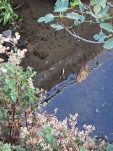Fuga de cloro na piscina da Ponte mata centenas de peixes no Rio Este