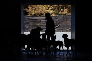 FMUP estuda fadiga de compaixão em cuidadores informais de animais de rua