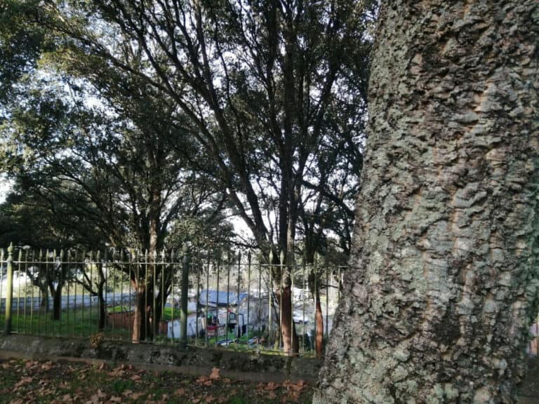 Famílias de S. Gregório terão habitações modulares dentro de um ano