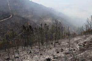 Área ardida antes dos incêndios da última semana era já três vezes superior a 2024