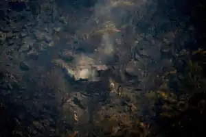 Governo prepara Plano de Intervenção na Floresta para os próximos 30 anos