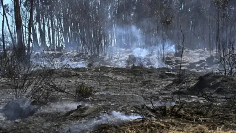 Quase 60.000 hectares de área ardida este ano e 15.000 desde domingo