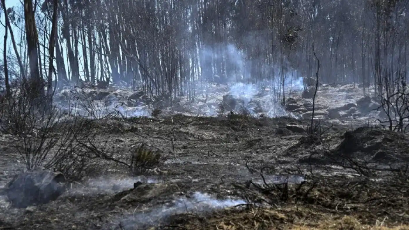 Quase 60.000 hectares de área ardida este ano e 15.000 desde domingo