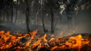 Governo já recebeu cinco mil pedidos de ajuda devido aos incêndios, cinco vezes mais do que em 2024