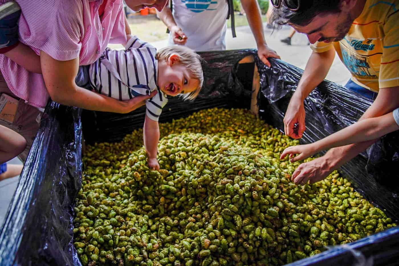 LETRA Harvest Fest promove produtores de cerveja artesanal até domingo em Vila Verde