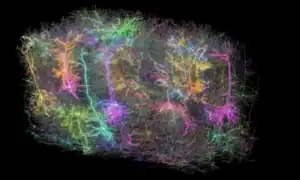 Neurocientistas revelam primeiro mapa cerebral completo durante tomada de decisão
