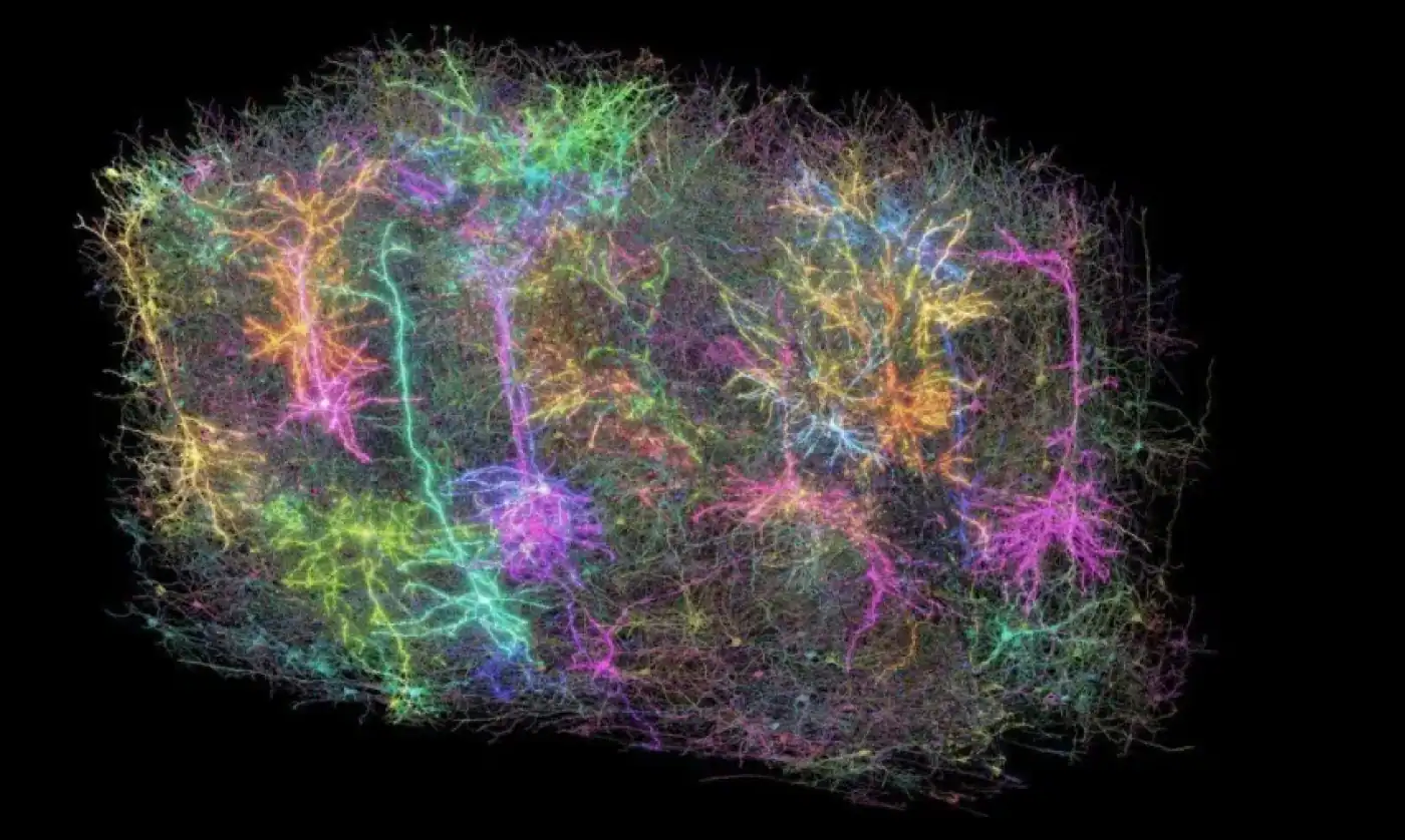 Neurocientistas revelam primeiro mapa cerebral completo durante tomada de decisão