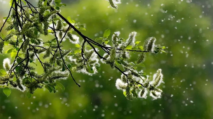 Portugal com níveis elevados de pólen na atmosfera e valores baixos no Algarve e ilhas